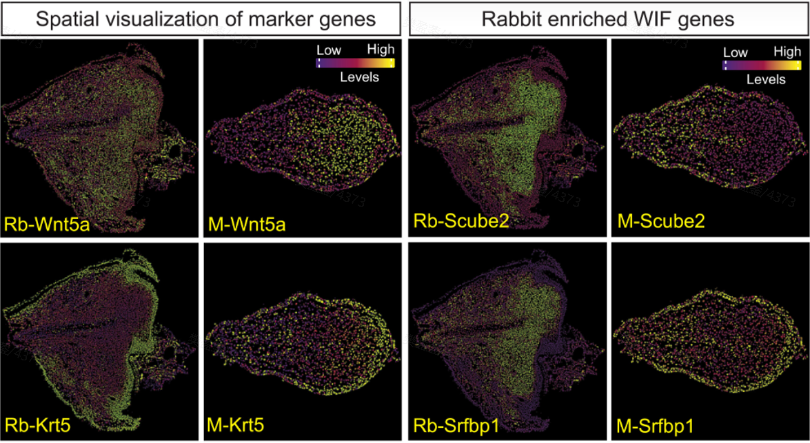 Figure 3. Visualizing the Regenerative Pocket